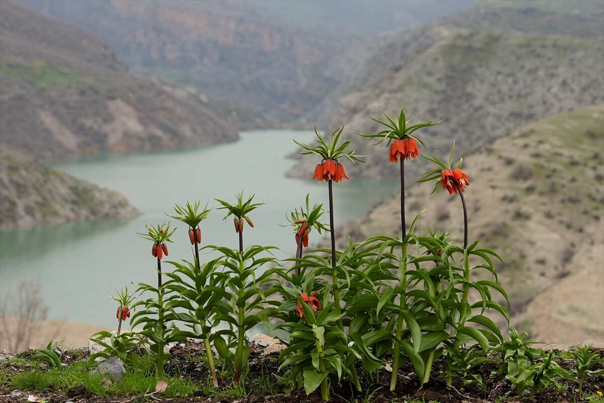 Ters laleler açtı, koparmanın cezası ise dudak uçuklattı 5